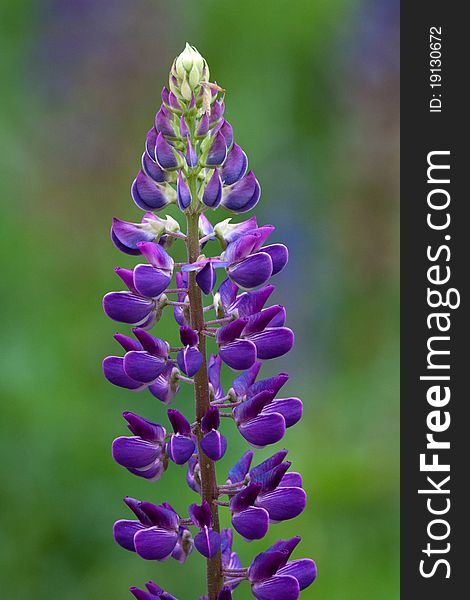 Beautiful violette lupine on green background. Beautiful violette lupine on green background