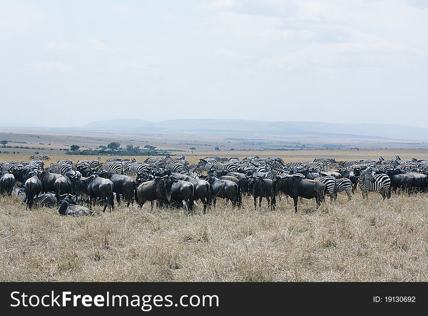 On location shot of the annual mass migration in a game reserve in Kenya, Africa. On location shot of the annual mass migration in a game reserve in Kenya, Africa