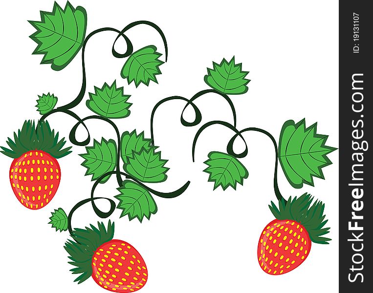 Curl from strawberry berries on the isolated background