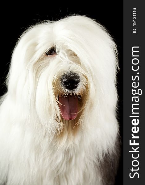 An old english sheepdog posing for the camera, shallow depth of field focus is on her big shinny nose. isolated on black. An old english sheepdog posing for the camera, shallow depth of field focus is on her big shinny nose. isolated on black.