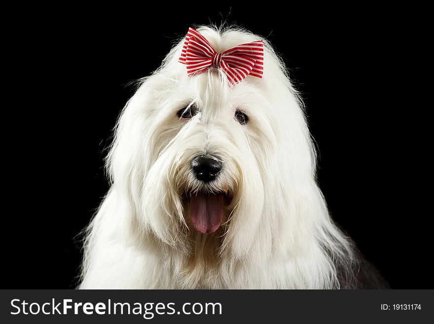 Close up of an old english sheepdog with her bangs tied up. isolated on black.