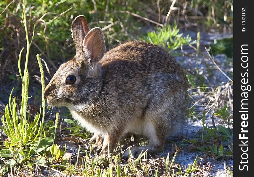 Cute little brown rabbit eating grass. Cute little brown rabbit eating grass.