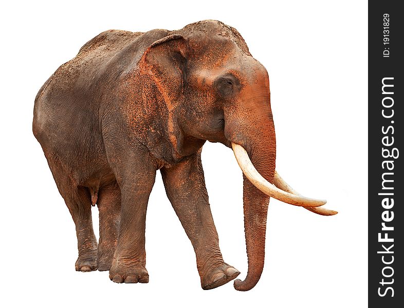 Elephant with clipping path, isolatad against white background