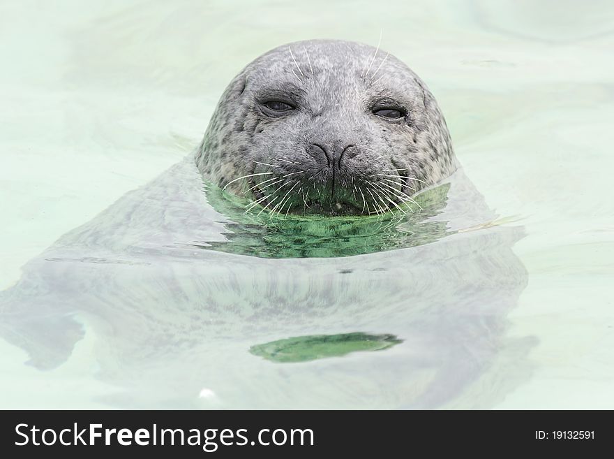 Seehund - seal in the water - Phoca vitulina. Seehund - seal in the water - Phoca vitulina