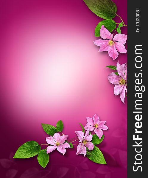 Composition of flowers clematis on the violet background. Composition of flowers clematis on the violet background