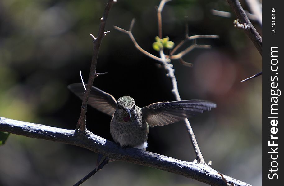 Rufous hummingbird perched on a branch, preparing to fly.