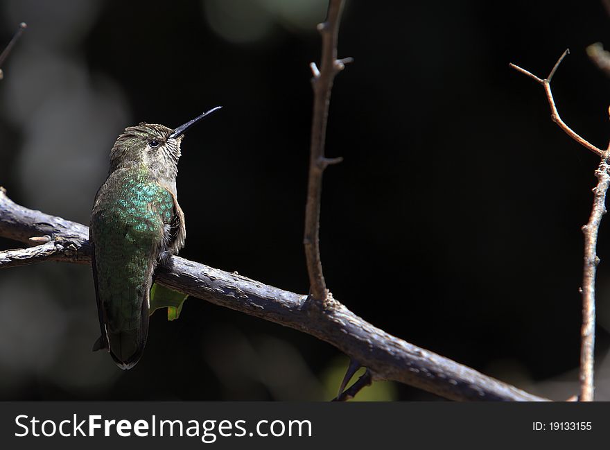 Alert Rufous hummingbird perched on a branch.