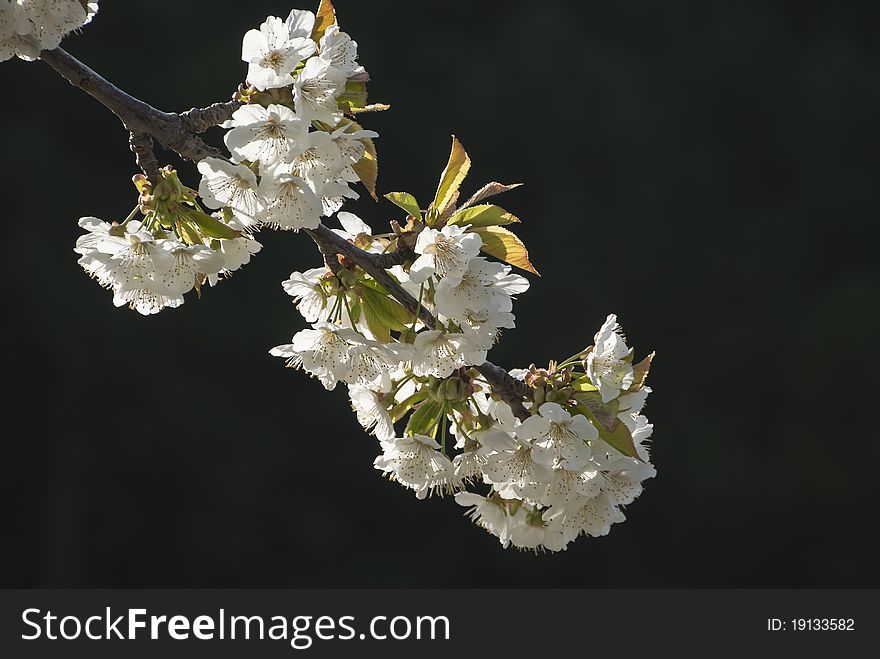 Cherry blossom branch in the municipality of arenas de san pedro in avila spain