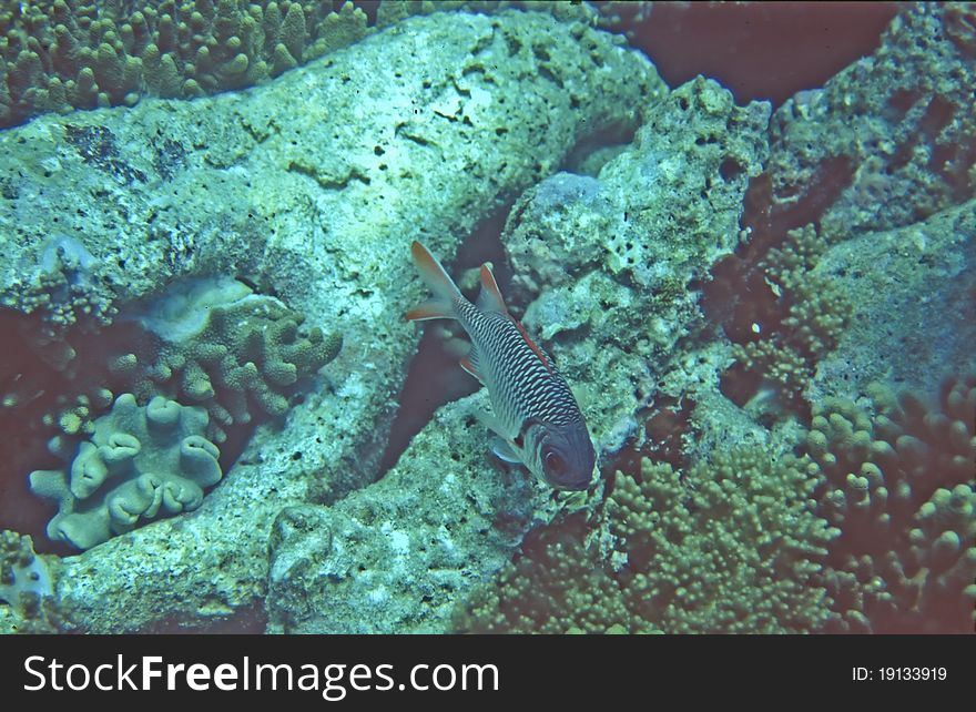 A Squirrelfish closeup on a coral reef in the Maldives