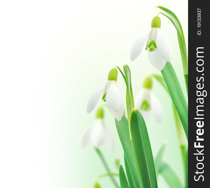 Snowdrops with a colorful out of focus background.