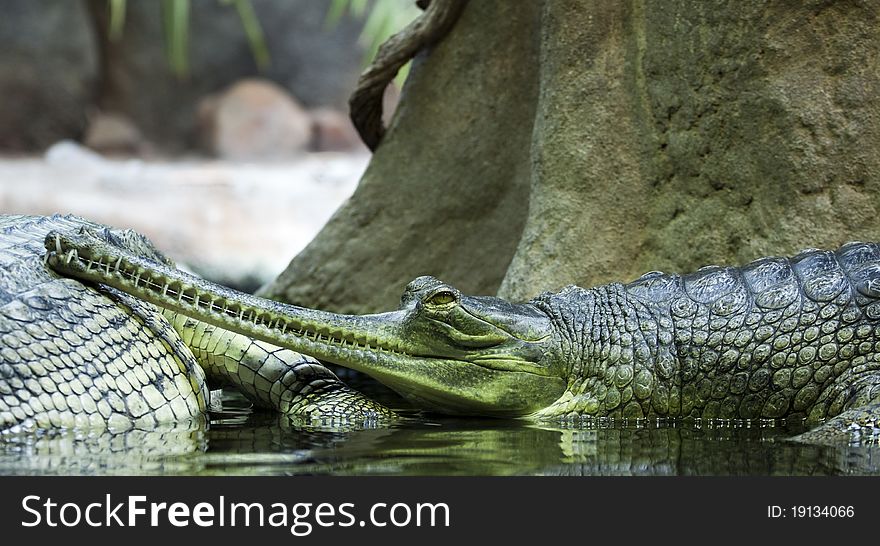 Gavialis gangeticus relaxing in wather .
(Gavialis gangeticus) is a critically endangered species of crocodile living in India, where it is considered a sacred animal.