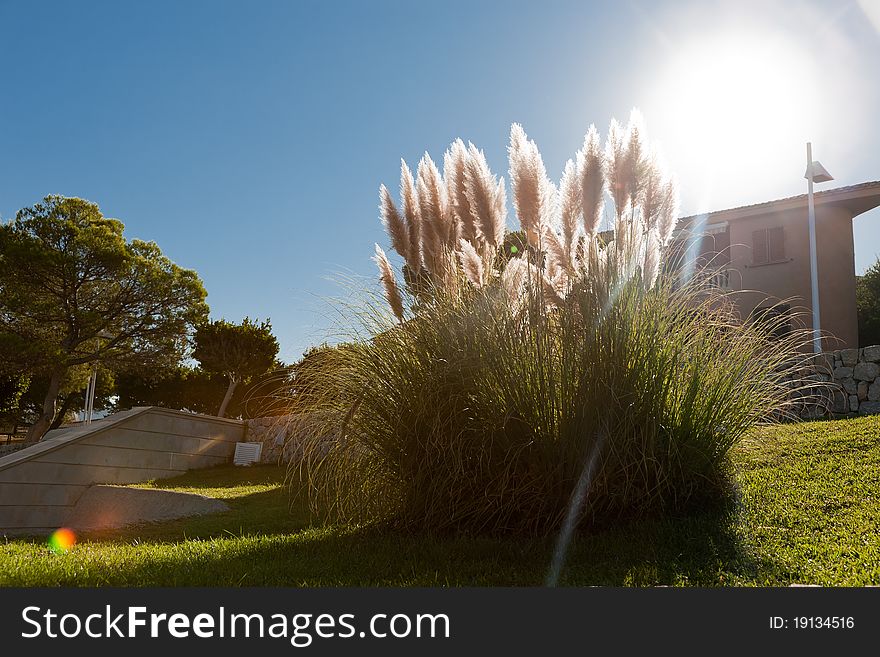 Grass In The Sun