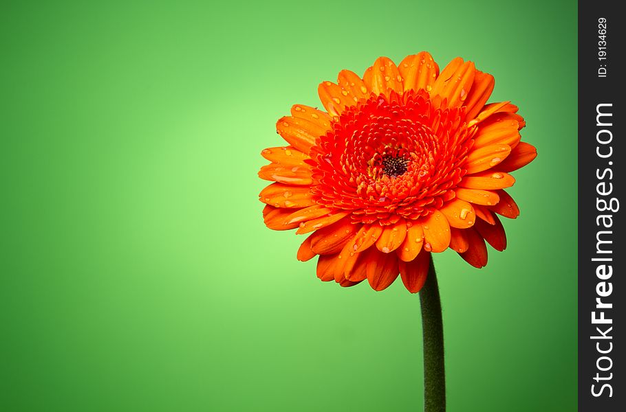 Gerber flower on a green gradient background