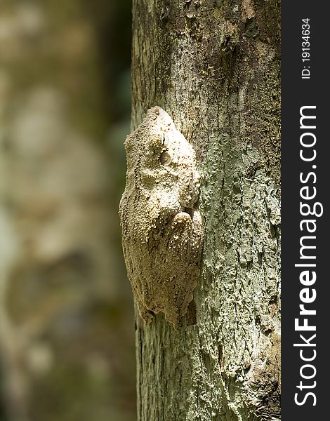 A frog camouflaged in a tree. A frog camouflaged in a tree