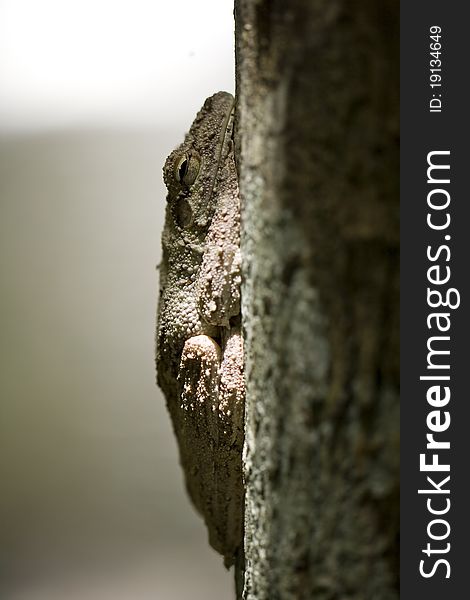 A frog camouflaged in a tree. A frog camouflaged in a tree