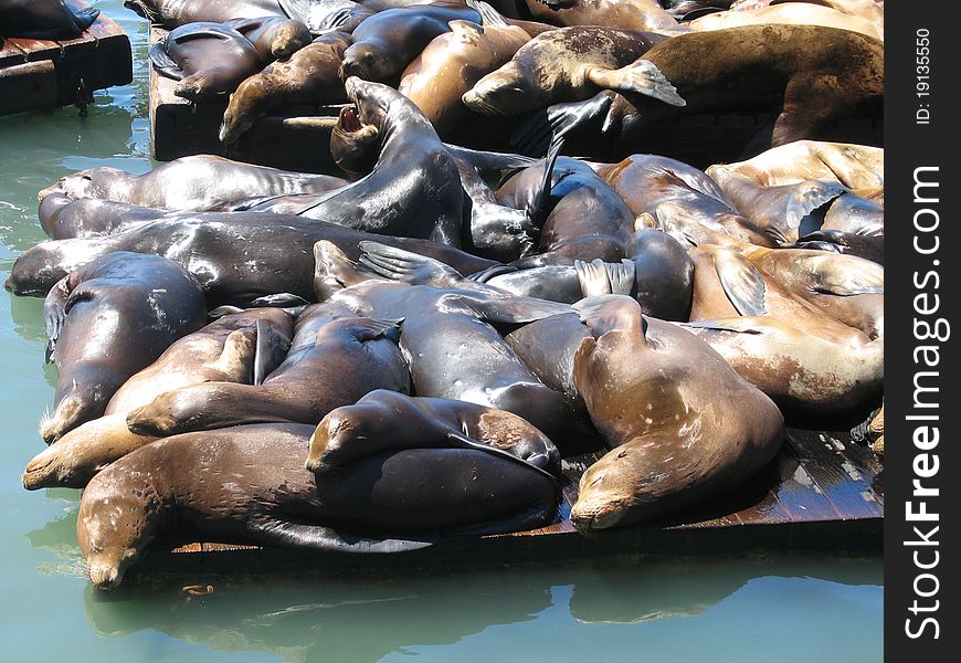 Close up of the famous tourist attraction, the sea lions at Pier 39. Close up of the famous tourist attraction, the sea lions at Pier 39