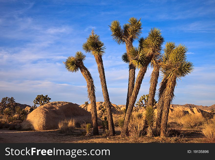 A cluster of young joshua trees in Joshua Tree National Monument, California.