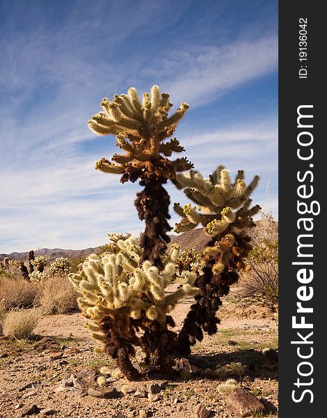 Jumping or Teddy Bear Cholla cactus (Cylindropuntia fulgida) in Joshua Tree National Monument, California. Jumping or Teddy Bear Cholla cactus (Cylindropuntia fulgida) in Joshua Tree National Monument, California.