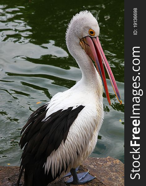 The beautiful pelican bird in the zoo