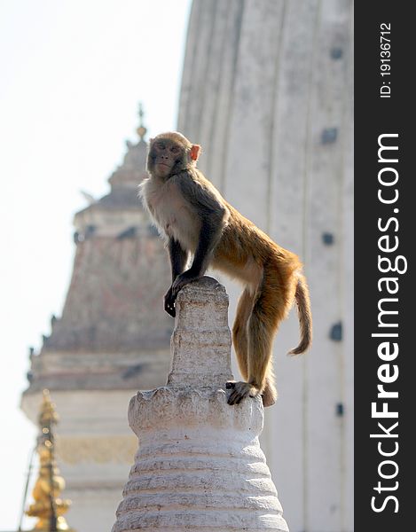 Large rhesus monkey posing at the top of a structure at the Monkey Temple, Kathmandu, Nepal. Large rhesus monkey posing at the top of a structure at the Monkey Temple, Kathmandu, Nepal.