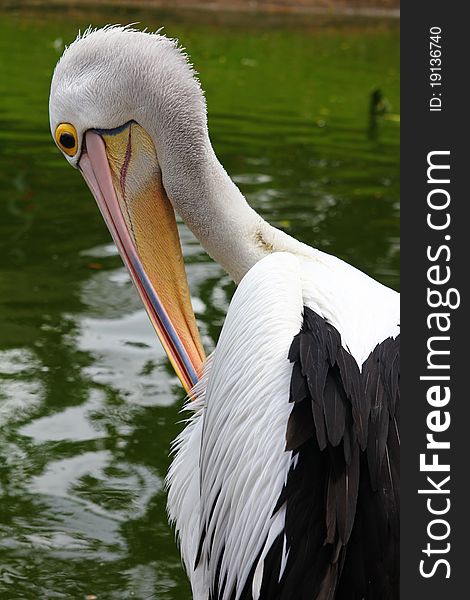 The beautiful pelican bird in the zoo