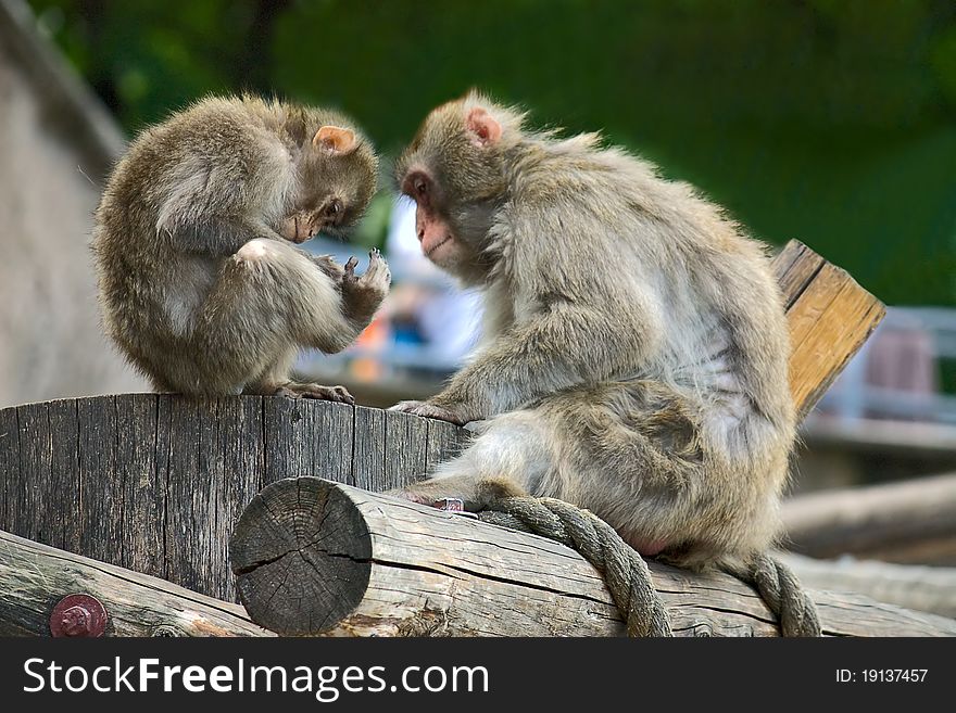 Adult and baby monkey in zoo enclosure, Russia. Adult and baby monkey in zoo enclosure, Russia.
