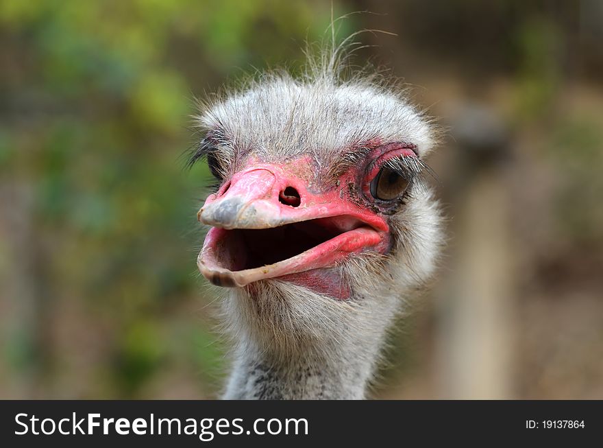 Ostrich Head