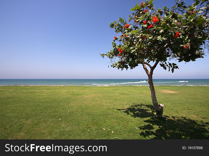 Tree on the shore in Oman