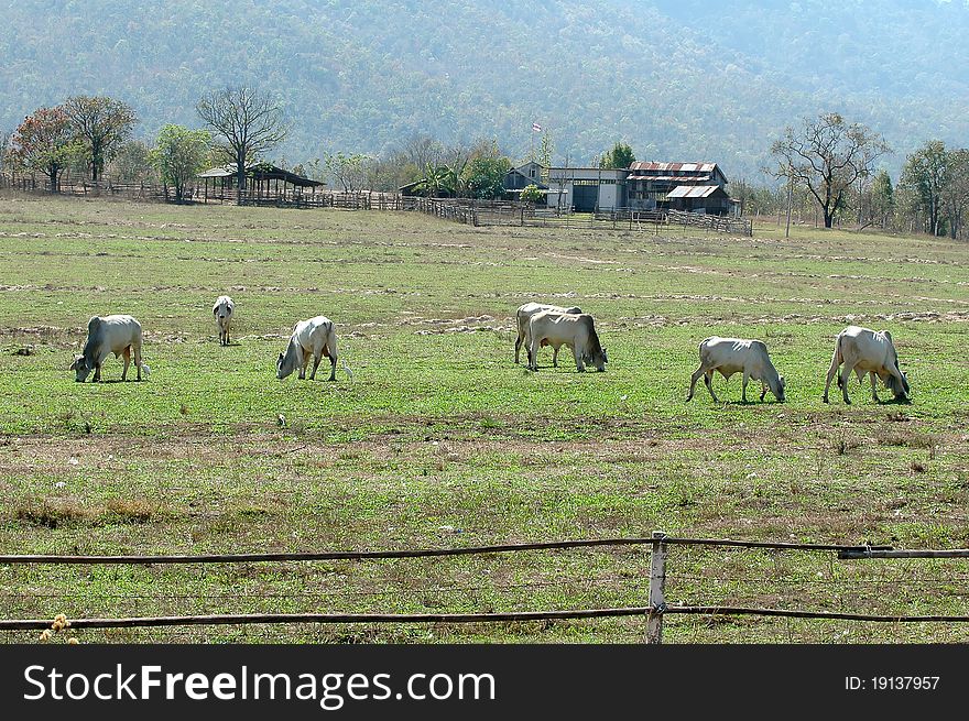 Cows grazing in a fresh green field