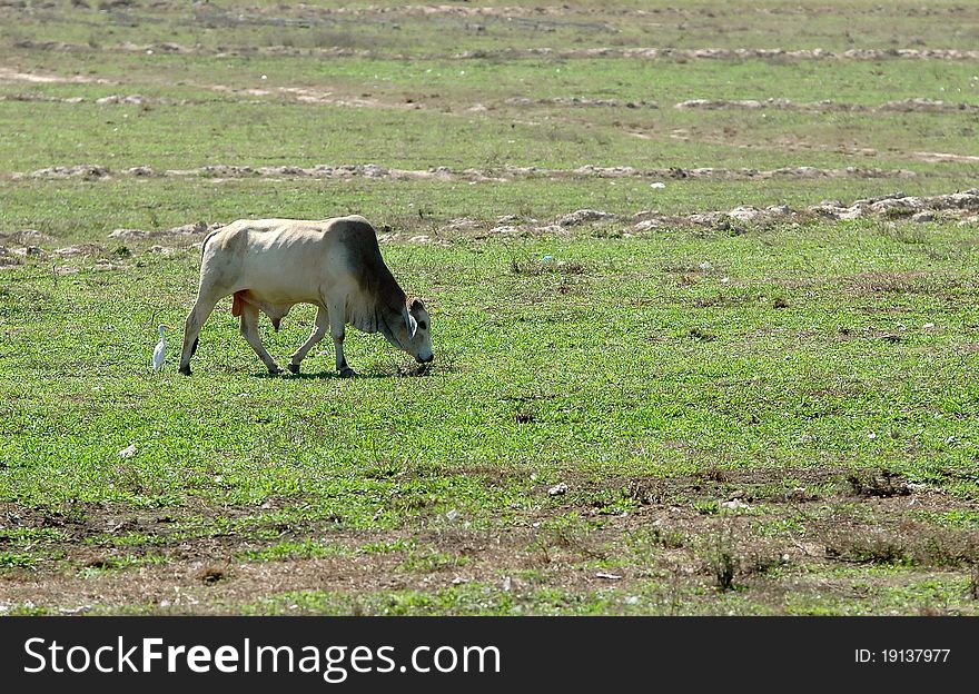 Cow grazing in a fresh green field