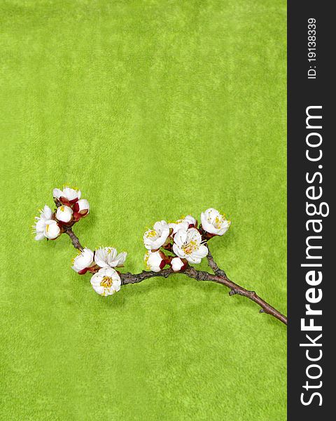 Blooming branch on a green background