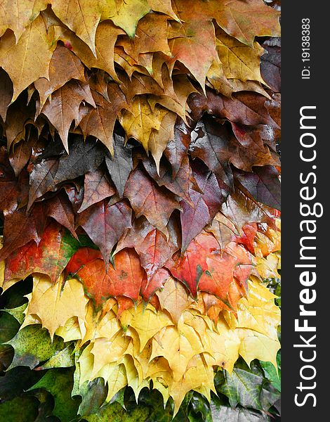 Arrangement of leafs in autumn. Arrangement of leafs in autumn.