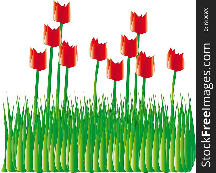 Tulips in bloom in spring