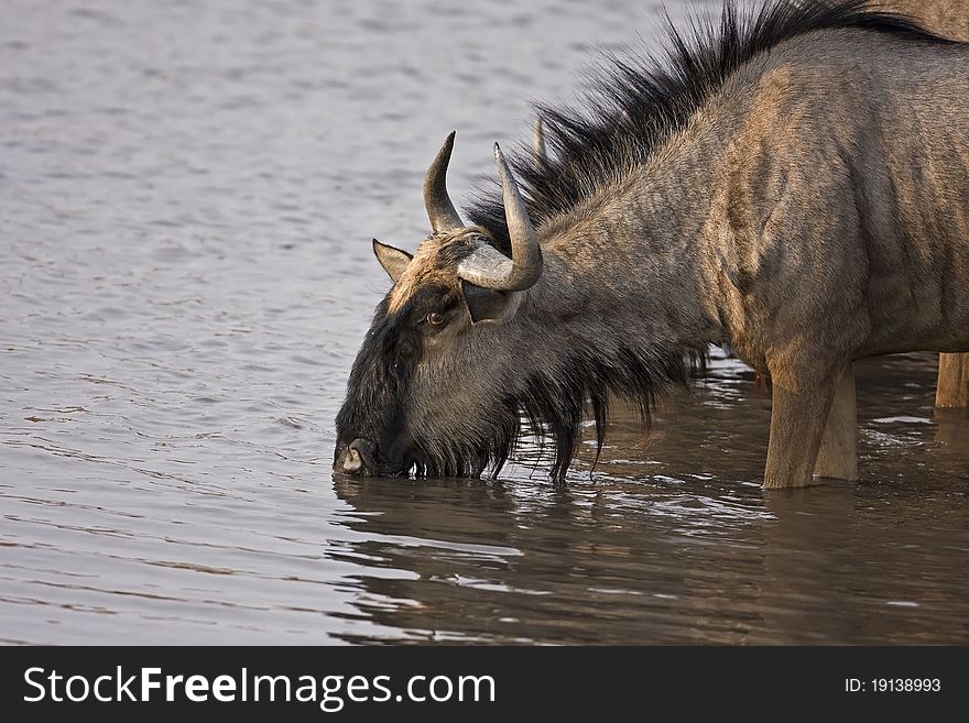 Close-up of Blue wildebeest at waterhole; Connochaetes taurinus