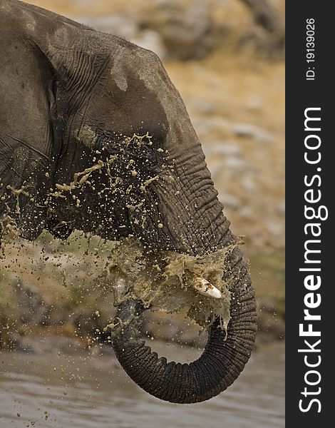 Close-up of elephant blowing water; Loxodonta africana