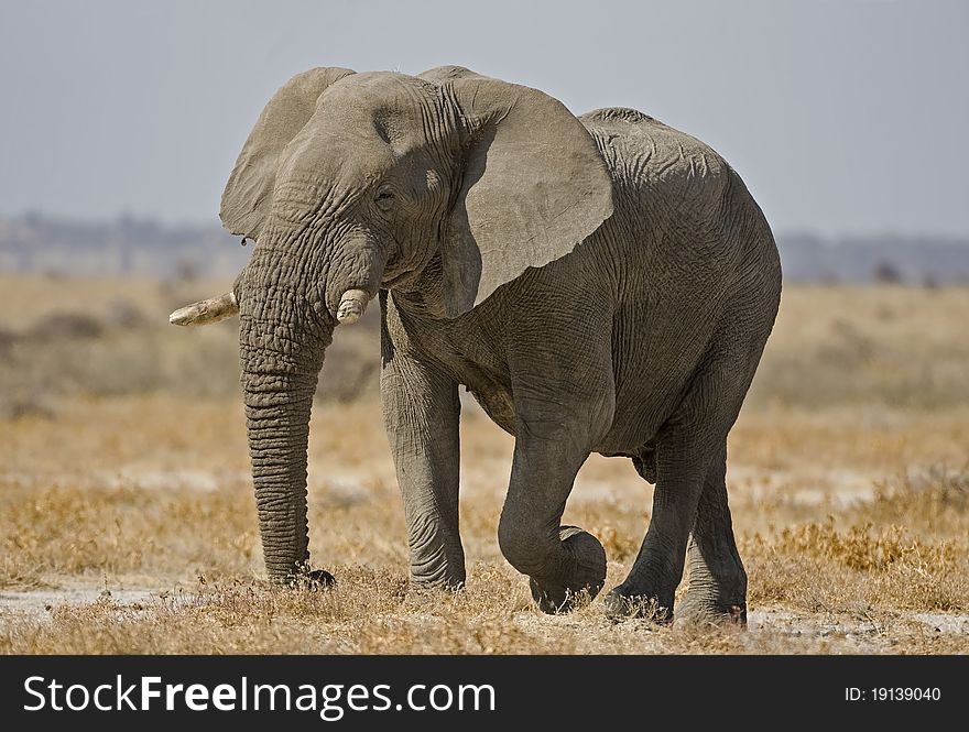 Big African elephant walking in field ; Loxodonta Africana. Big African elephant walking in field ; Loxodonta Africana