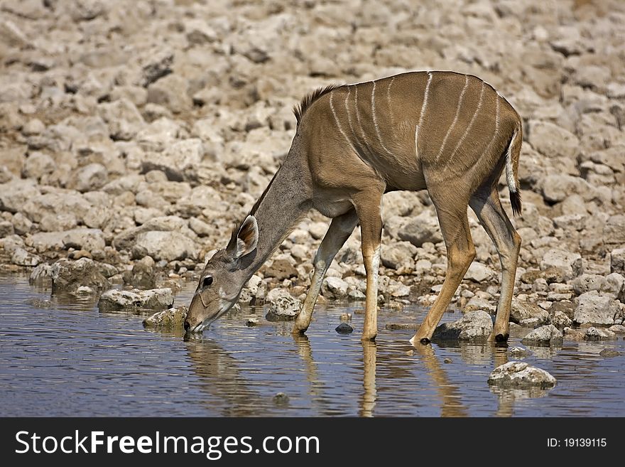 Greater Kudu female at waterhole