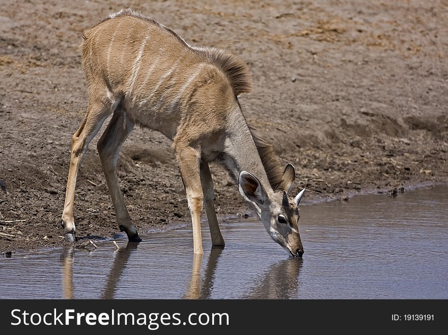 Young Greater Kudu Male At Waterhole