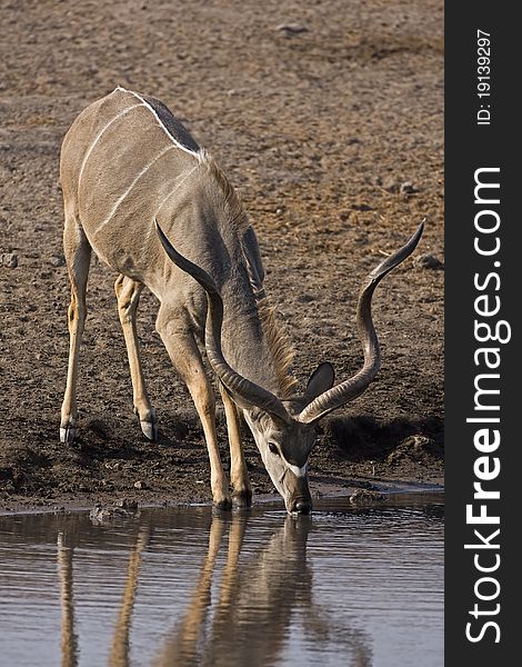 Kudu at waterhole; Gelaphus strepsiceros;. Kudu at waterhole; Gelaphus strepsiceros;