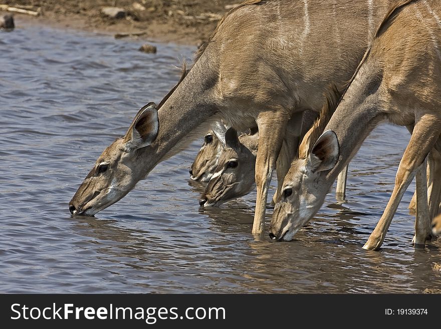 Greater Kudu female at waterhole