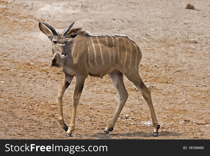 Young Kudu male walking in field; gelaphus strepsiceros. Young Kudu male walking in field; gelaphus strepsiceros