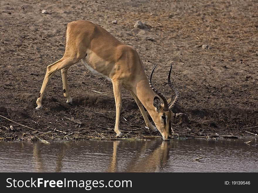 Black-faced impala at waterhole; Aepyceros melampus petersi. Black-faced impala at waterhole; Aepyceros melampus petersi