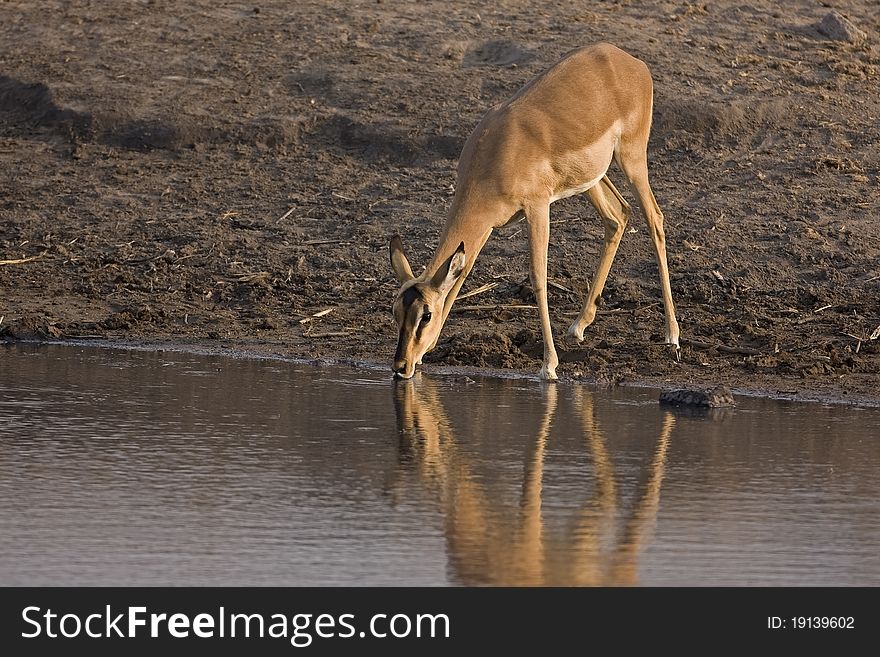 Black-faced female impala at waterhole; Aepyceros melampus petersi. Black-faced female impala at waterhole; Aepyceros melampus petersi