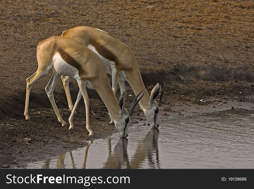 Two Springbok drinking water; Antidorcas marsupialis