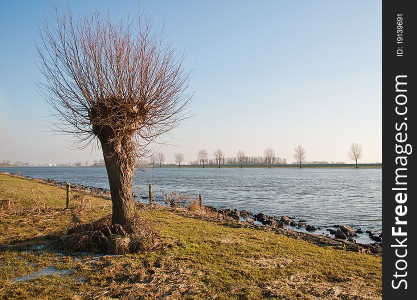 In the foreground one willow and in the background the Dutch river Bergsche Maas with basalt stone at the riverside. In the foreground one willow and in the background the Dutch river Bergsche Maas with basalt stone at the riverside