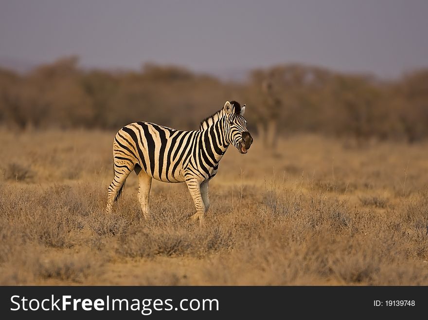 Burchells zebra walking in field in early morning sunlight ; Equus Burchelli