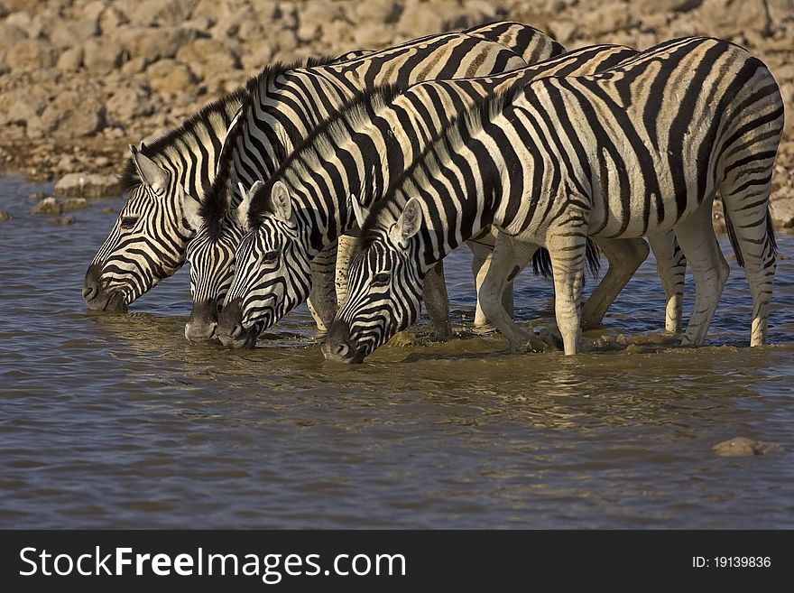 Four Burchells zebras standing in water; Equus Burchelli