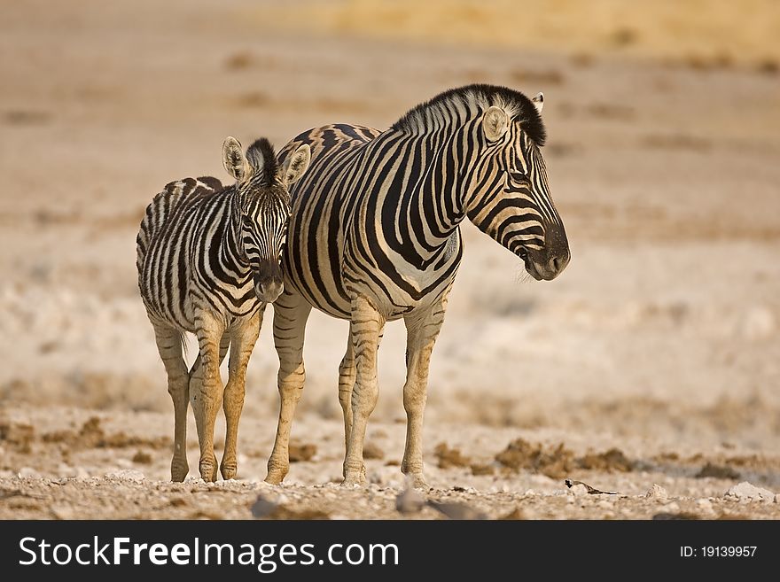 Mother and baby zebra standing in field