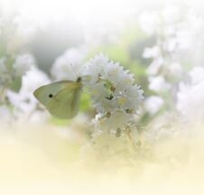 Beautiful Nature White Background.Abstract Wallpaper.Celebration,love.Holidays.Artistic Summer Flowers.Floral Art Design.Butterfly Royalty Free Stock Images Beautiful Nature White Background.Abstract Wallpaper.Celebration,love.Holidays.Artistic Summer Flowers.Floral Art Design.Butterfly Royalty Free Stock Images