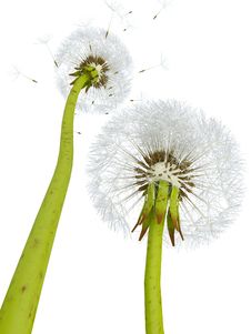 3d Dandelions Royalty Free Stock Photography 3d Dandelions Royalty Free Stock Photography